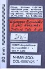 Etiketten zu Hypnoidus brezinai (NHMW-ZOO-COL-0007425)